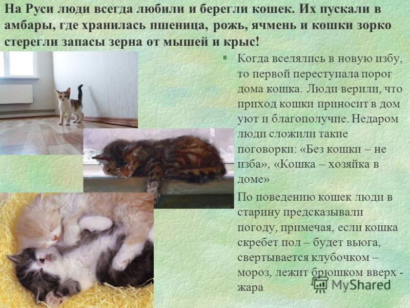 Действие кошек