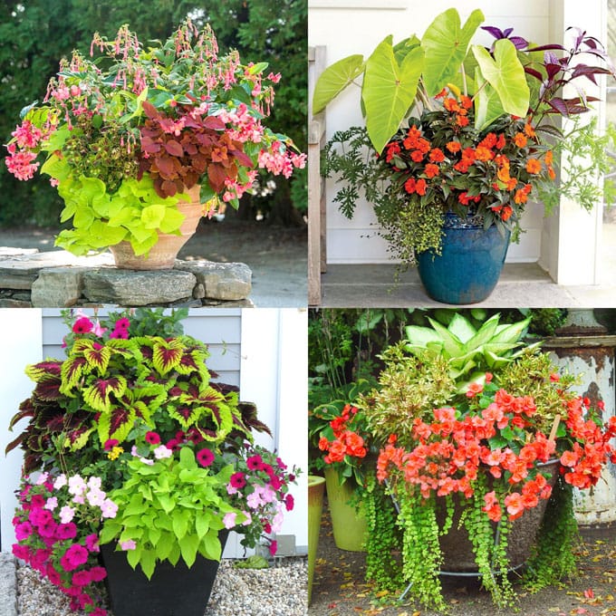 Showy, colorful and easy care shade plants and container gardens with vibrant foliage and flowers. 30+ designer plant lists to create gorgeous gardens with shade loving plants ! - A Piece Of Rainbow