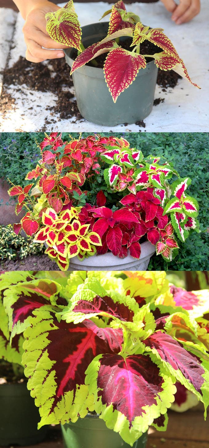 Detailed guide on how to grow healthy Coleus: sun, shade, water, and soil requirements, and how to propagate Coleus from cuttings easily in 2 ways! Plus beautiful Coleus varieties and inspirations on how to use them in a garden. - A Piece of Rainbow