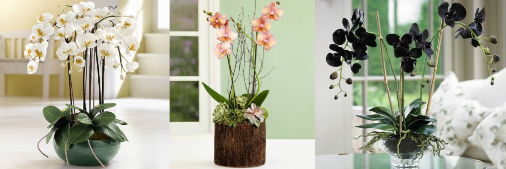 Чувственные орхидеи – для тонких натур