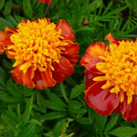 Красивые цветки бархатцев анемоновидного типа