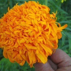 Оранжевый цветок бархатцев хризантемной разновидности