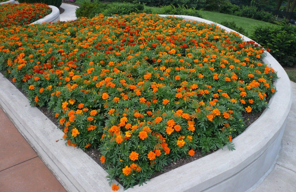 Садовая клумба с оранжевыми бархатцами