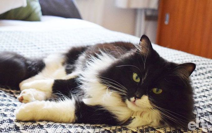 black and white cat on bed
