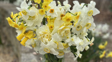 vase of assorted daffodil blooms, from pale to bright yellow