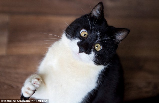 Ozzy, the eight-year-old black and white cat, who is cross eyed after falling from a window sill as a kitten 