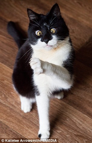 Ozzy the cross-eyed cat