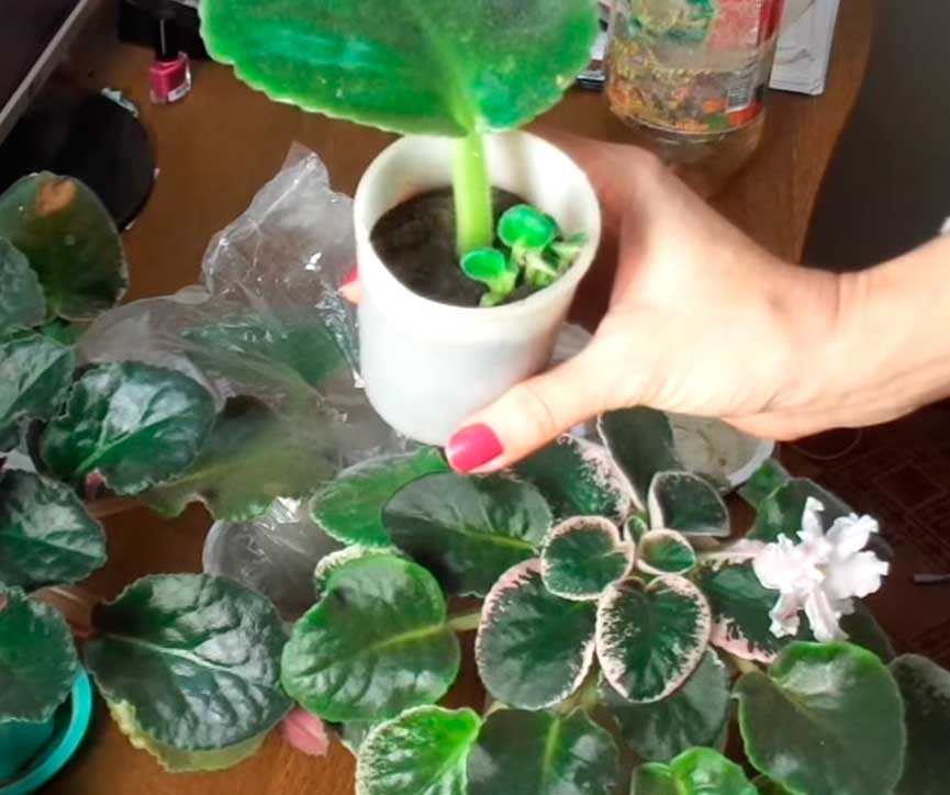 Как сажать фиалки листьями без корней в горшок в домашних условиях фото пошагово