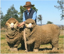 Шерсть мериносовой овцы