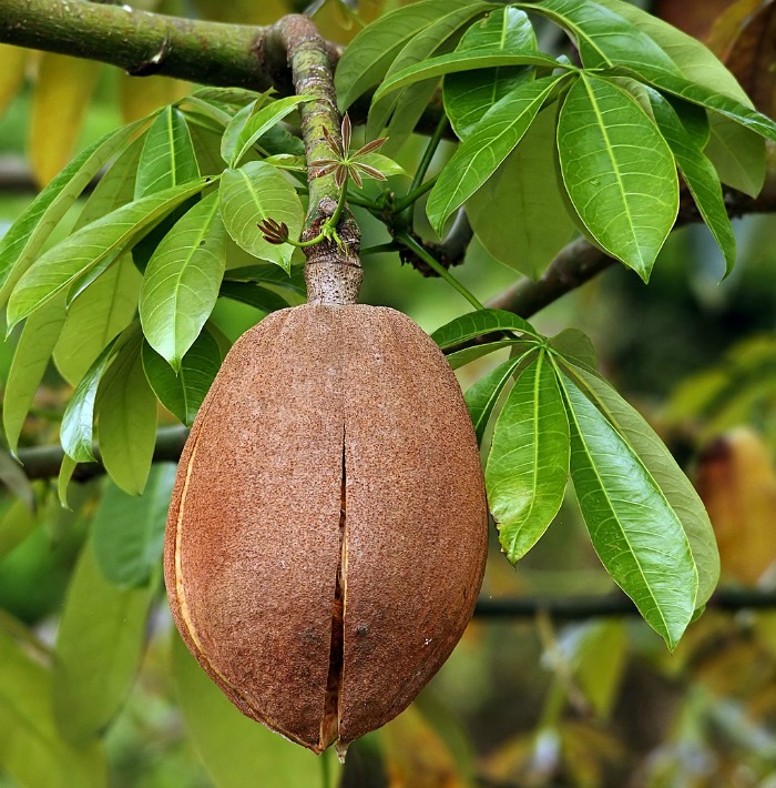chestnut pod of the Braided Money TreePlant