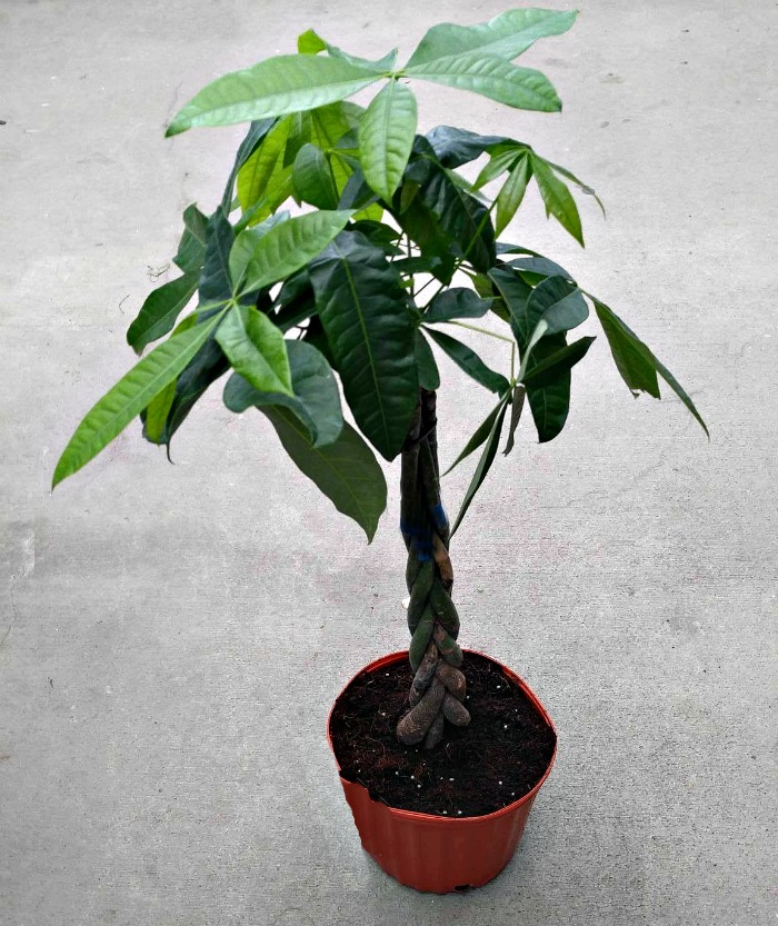 Braided Money TreePlant should be grown in a smallish pot