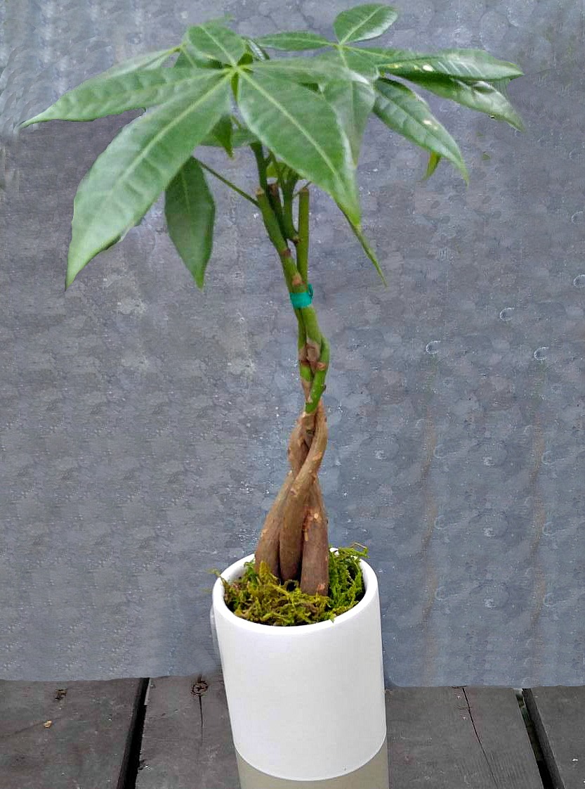 Braid the trunk when the plant is young