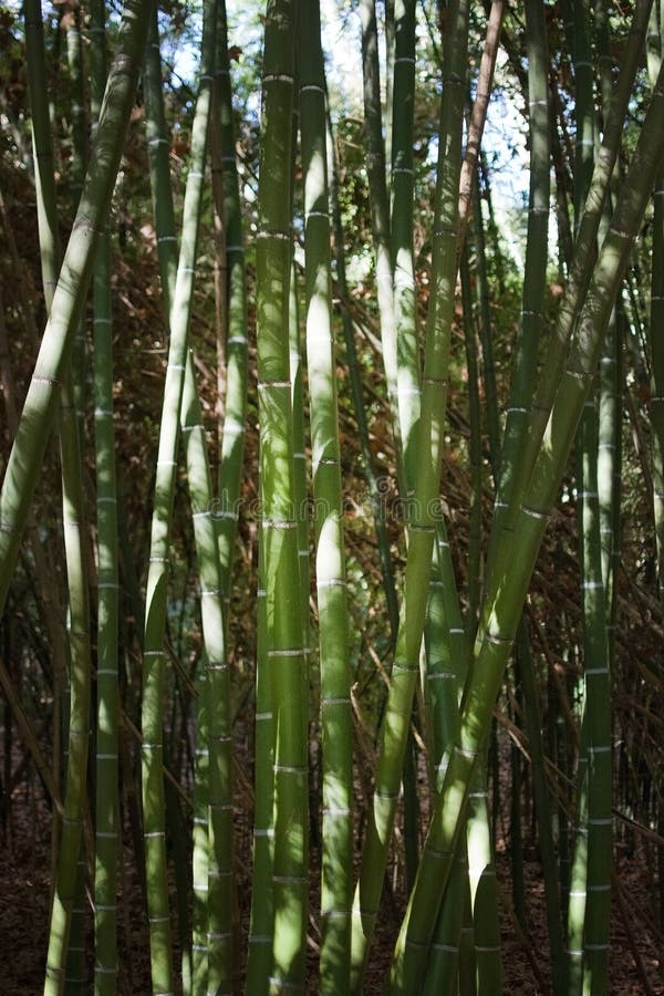 Bamboo closeup dense bush royalty free stock image