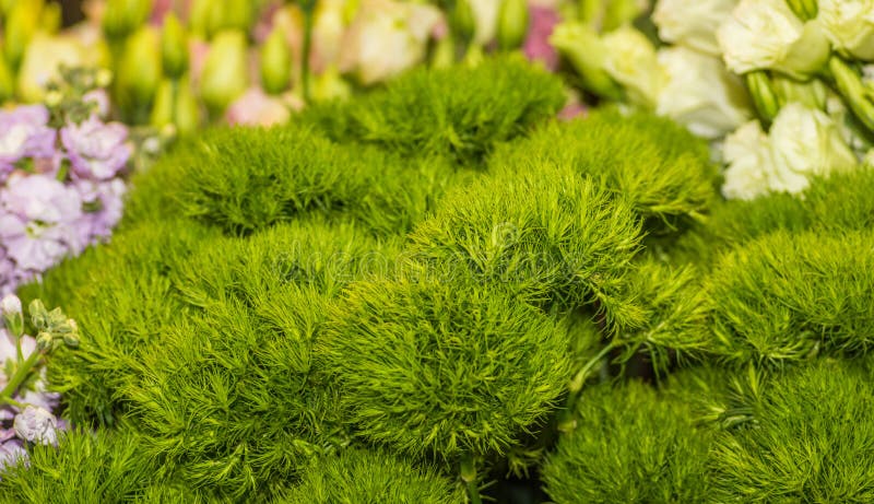 Beautiful little green plants useful for flower arrangements.  stock photography