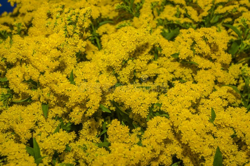 Beautiful little yellow flowers blooming useful for flower arrangements.  royalty free stock photography