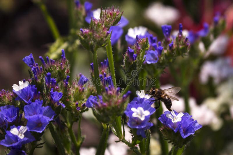 A bee collects Nekrar from limonium, a useful insect on a white-blue summer flower. Background.  royalty free stock photos