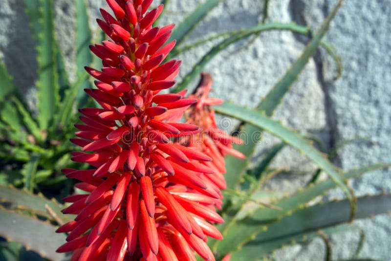 Bright beautiful red aloe flower Aloe Bellatula against a white wall in Nice Park. Useful medicinal plant. Succulents.  royalty free stock images