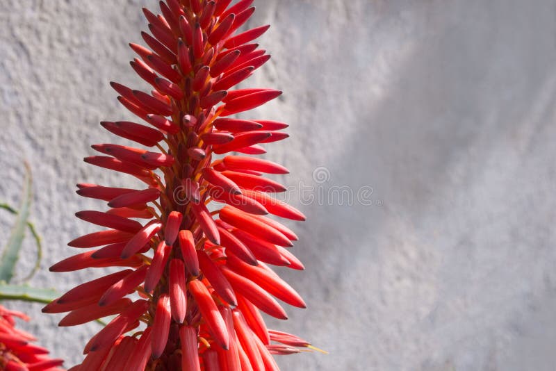 Bright beautiful red aloe flower Aloe Bellatula against a white wall in Nice Park. Useful medicinal plant. Succulents.  royalty free stock photo