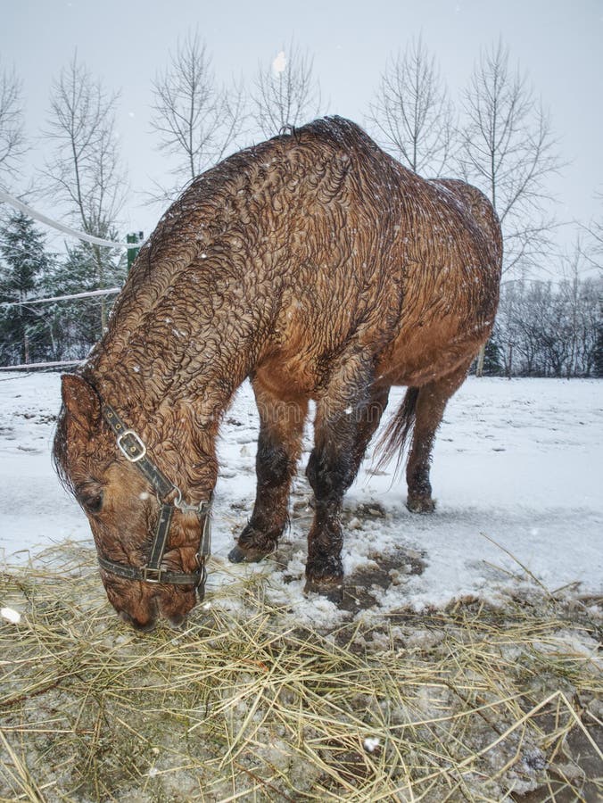 Brown horse in falling snow with close face royalty free stock images