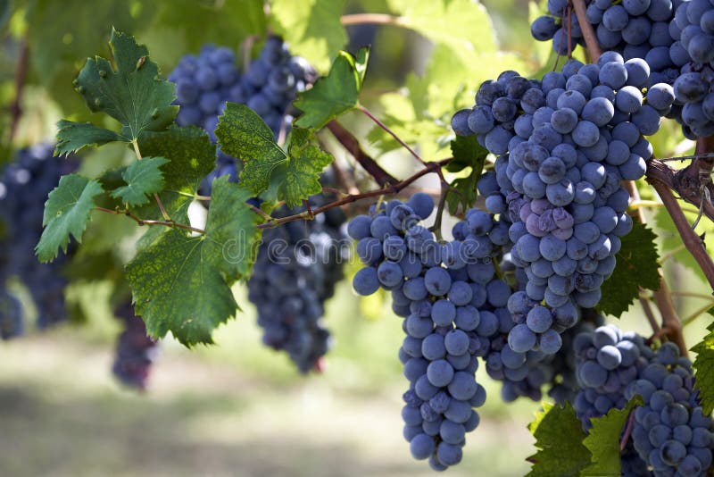 Bunch of black grapes on the vine royalty free stock photos
