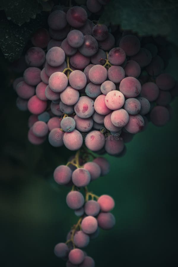 Bunch of grapes in the vine, waiting to be harvested. Ripe fruit. Dusty wine grapes. Ecological and bio produce stock photography