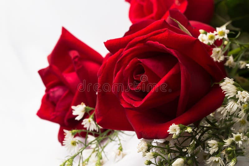 Close up of Holland roses royalty free stock photography