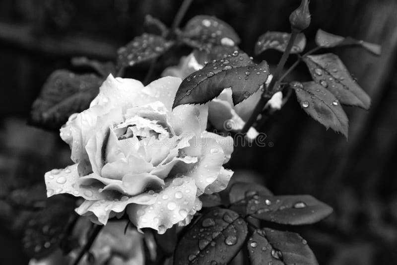 Close up natural beautiful roses flower in the garden black and white royalty free stock photos