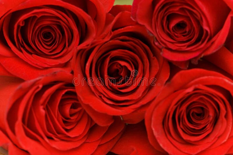 Close up of the red roses royalty free stock photos