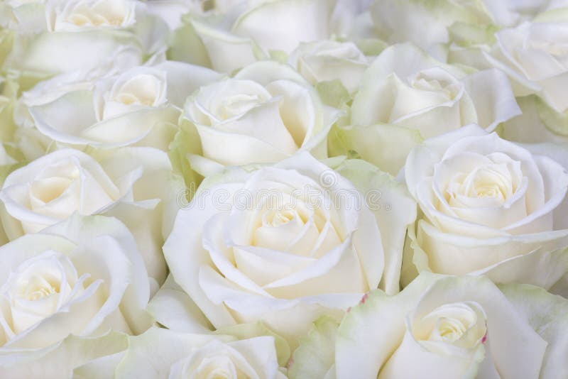 Close-up shot of white roses royalty free stock image