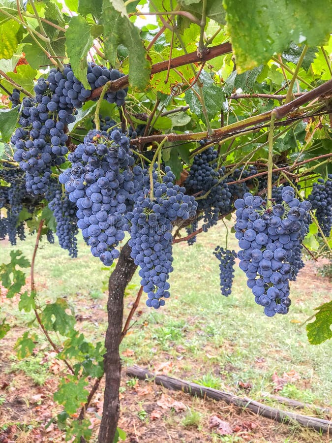 Close up view of full bunches of ripe black grapes hang from the vine waiting to be harvested in a vineyard in Portugal royalty free stock photos