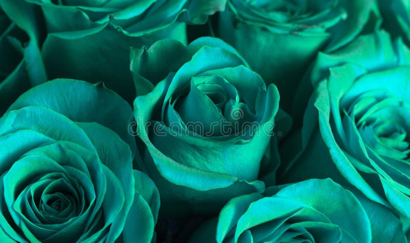 Close Up View of Teal Roses stock photo