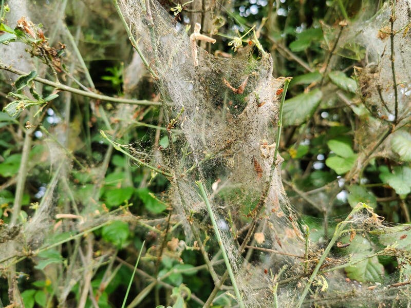 Closeup of dense spider webs on green plants in a field at daytime stock photography