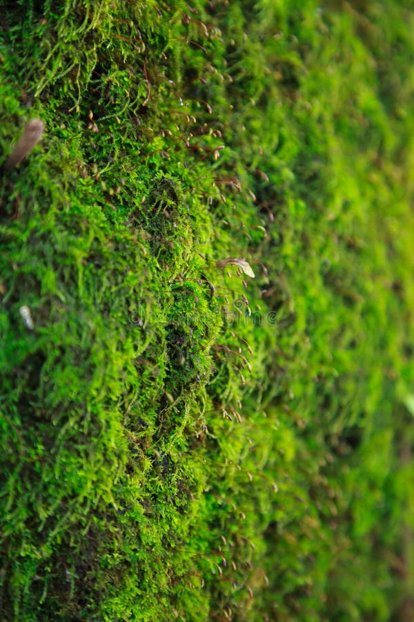 Closeup fresh dense green moss lichen micro life grows on tree trunk bark. natural background, texture, detail, surface, nature, f stock images