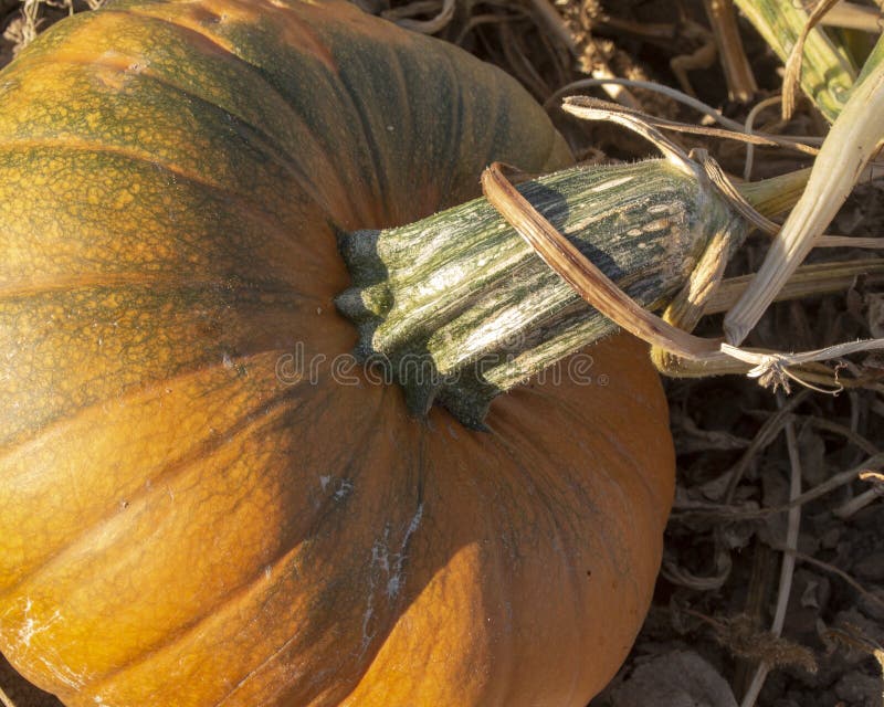 Closeup of a Pumpkin on the Vine in a Pumpkin Patch royalty free stock photography