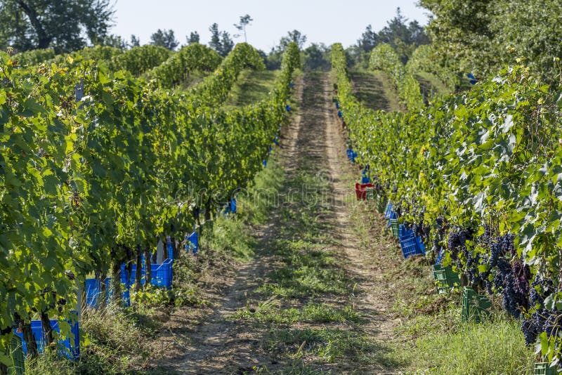 Colored plastic boxes along the vine rows waiting to be filled with bunches of black grapes during the harvest in the Chianti area stock photography