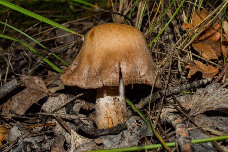 Cortinarius mushroom. Mushroom grows in a dark dense oak forest. Mushroom closeup. royalty free stock photography