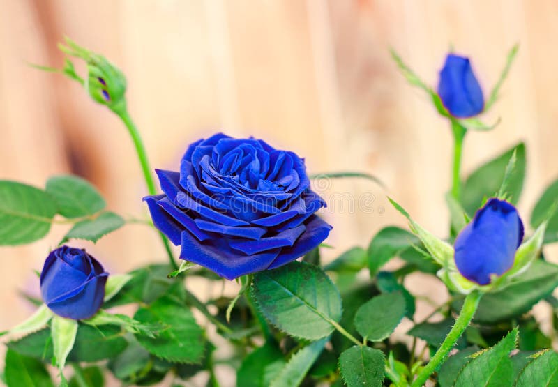 Dark blue roses flower bush with buds, green leaves, close up royalty free stock photo