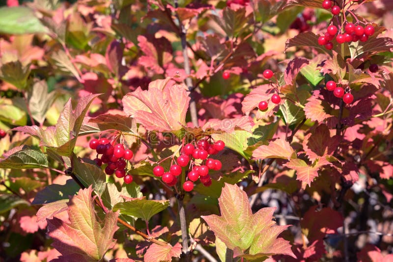 Dense Viburnum bushes with lot of hanging ripe red berries and green leaves in autumn sunny day closeup royalty free stock images