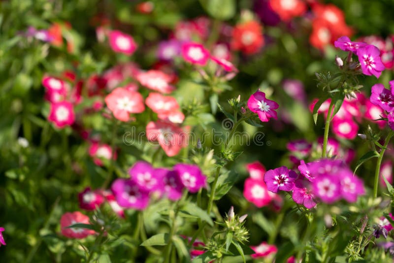 Extreme selective focus on one annual phlox flower, most flowers blurred intentionally, useful for abstract backgrounds.  royalty free stock photography