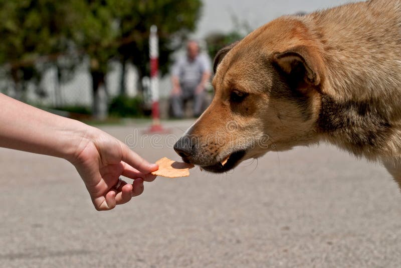 Human hand feeding a dog  stock photography
