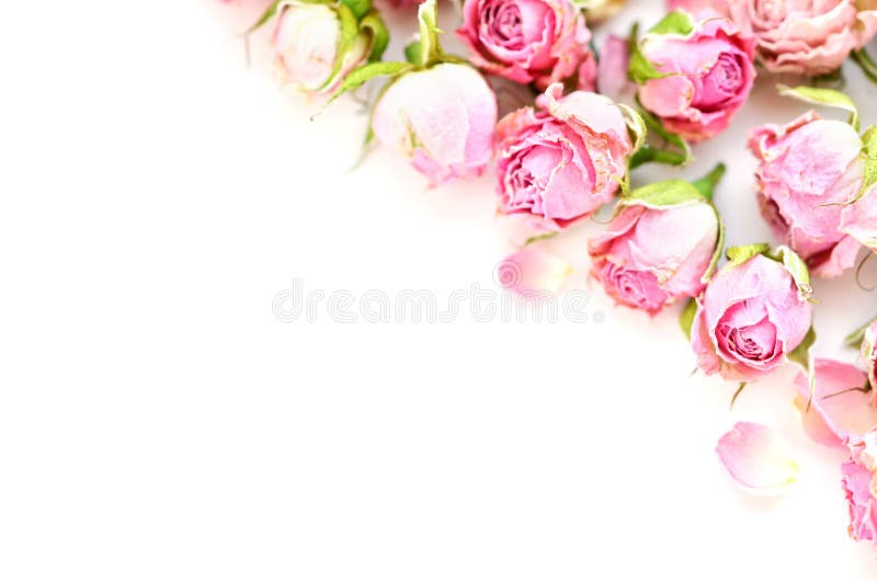 Flowers composition. Frame made of dried rose flowers on white background. royalty free stock images