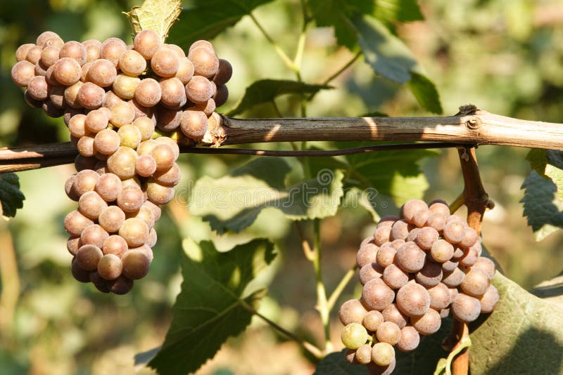 Grapes on vine stock images