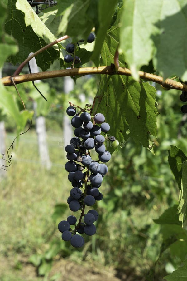Grapes on vine waiting to be harvested stock photography