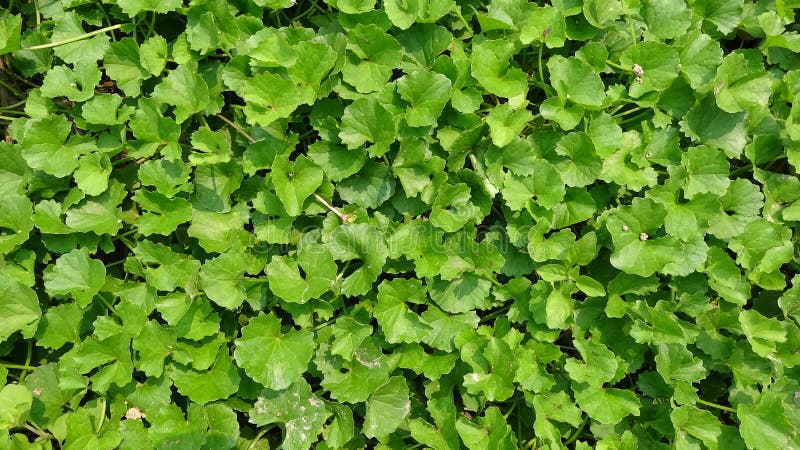 The green leaves are very dense stock photo