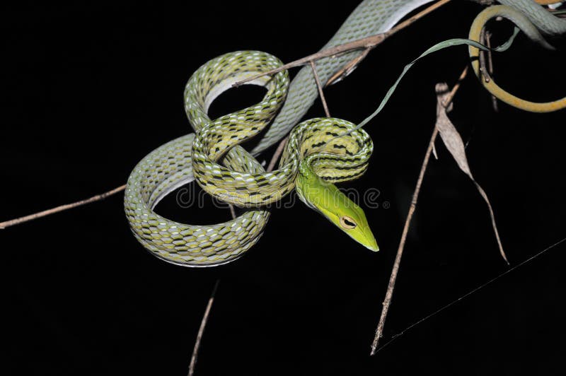 snake royalty free stock image