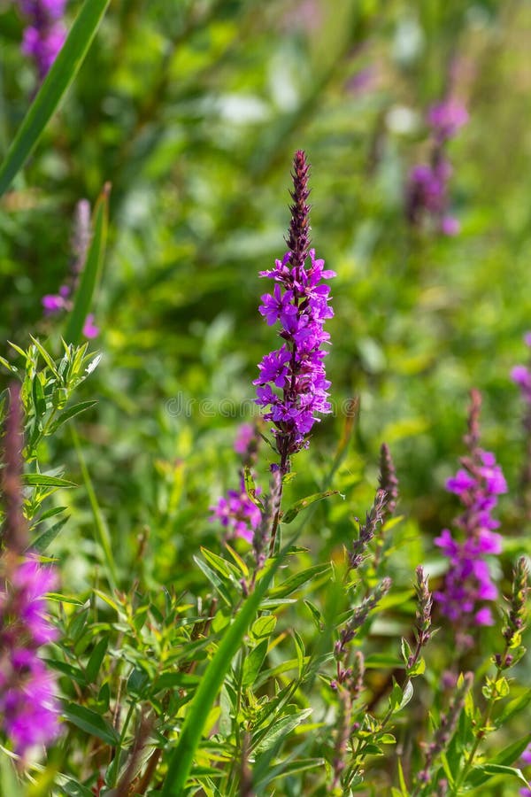 Herbal alternative medicine and medicinal plants. The inflorescence of a useful flower is narrow-leaved fireweed, Chamaenerion. Angustifolium, Epilobium natural stock photography