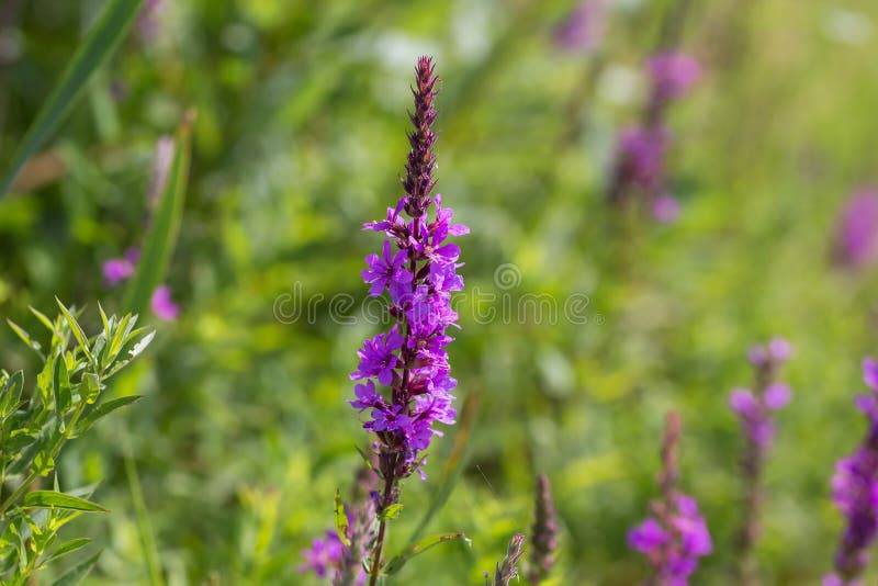 Herbal alternative medicine and medicinal plants. The inflorescence of a useful flower is narrow-leaved fireweed, Chamaenerion. Angustifolium, Epilobium natural royalty free stock photos