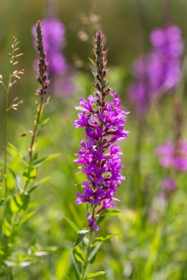Herbal alternative medicine and medicinal plants. The inflorescence of a useful flower is narrow-leaved fireweed, Chamaenerion. Angustifolium, Epilobium natural royalty free stock photo