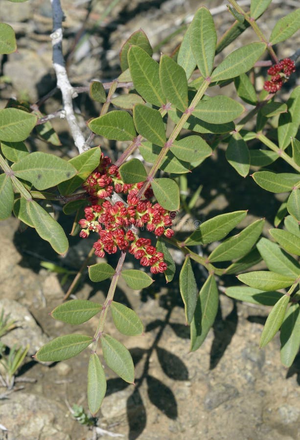 Mastic Tree Flowers. Mastic Tree - Pistacia lentiscus Evergreen Tree from Cyprus Male flowers stock photography