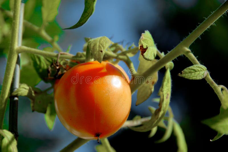 Organic Red Tomato on the Vine stock photography